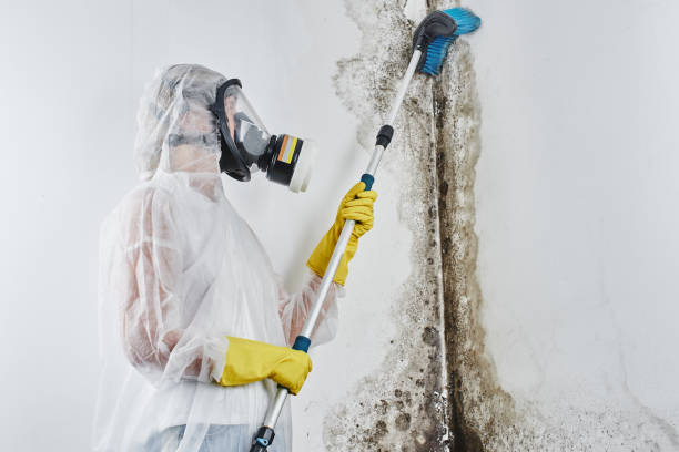 Best Home Mold Removal  in Hart, TX