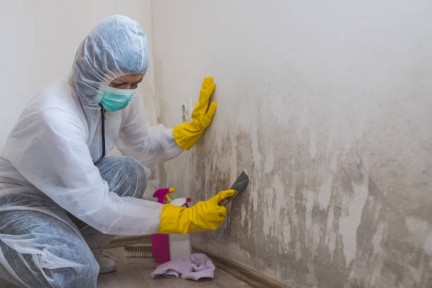 Best Mold Testing and Removal  in Hart, TX
