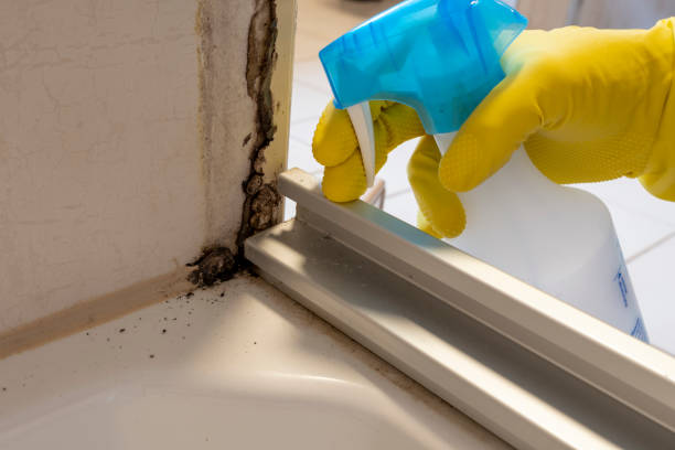 Best Fast Mold Removal  in Hart, TX