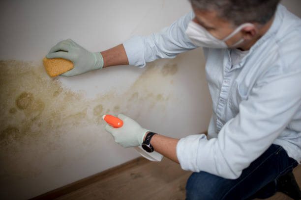 Best Local Mold Removal Service  in Hart, TX