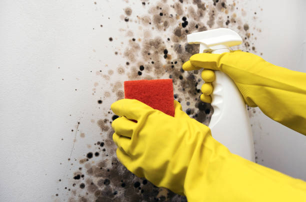 Best Crawl Space Mold Removal  in Hart, TX