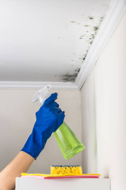 Best Mold Removal Company Near Me  in Hart, TX